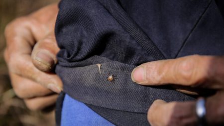 Vírus transmitido por carrapatos mata sete e infecta dezenas no leste da China