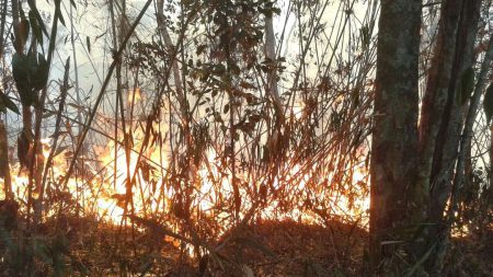 Bombeiros combatem fogo na Serra dos Órgãos pelo terceiro dia seguido