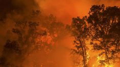 Trump visita Califórnia e pede melhora em gestão de incêndios florestais