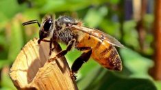 Veneno de abelha mata células de câncer de mama em laboratório, afirma ’emocionante’ estudo