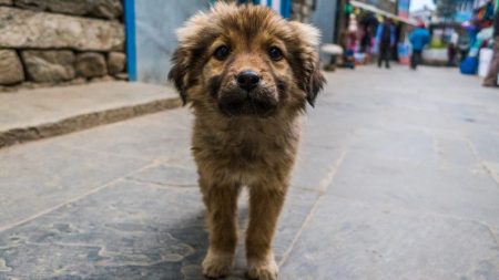 Município brasileiro multa quem ajuda animais vadios com comida e água