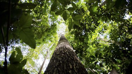 Produtores rurais vão receber por florestas conservadas na Amazônia