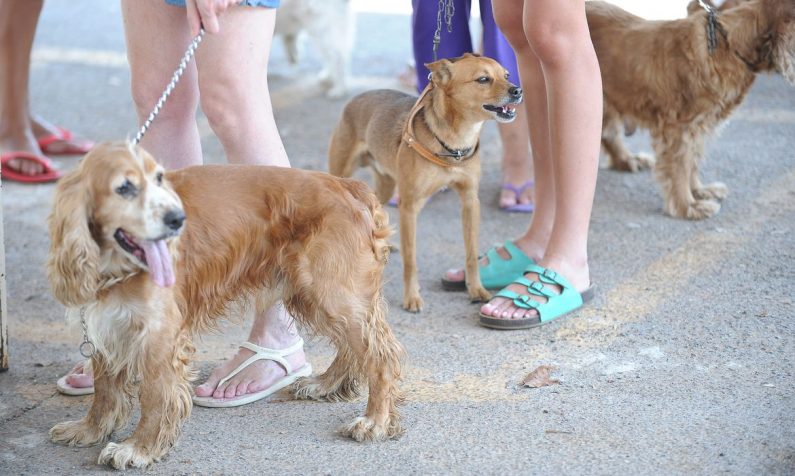 Senado aprova cadastro nacional para animais de estimação