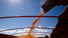 Ucrânia acusa Rússia de roubar até 800 mil toneladas de grãos