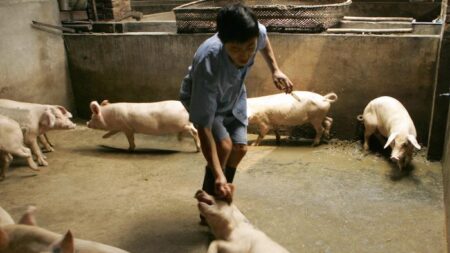 Novo surto de peste suína africana afeta Xinjiang, China