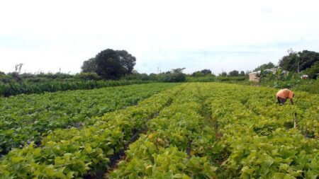 IBGE: 32% dos solos do país têm potencial natural para a agricultura