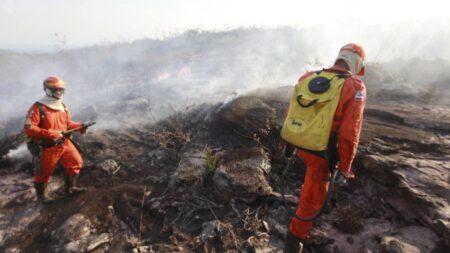 Ibama é autorizado a contratar temporariamente 1.659 profissionais