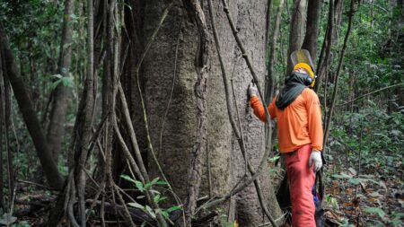 Governo estuda concessão de cinco áreas florestais no Amazonas