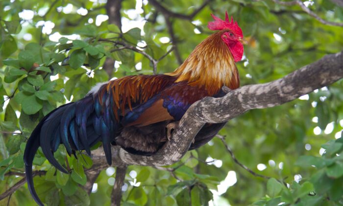 Um galo repousa em um galho de árvore em Key West, Flórida, em 16 de fevereiro de 2013 (Karen Bleier / AFP via Getty Images)
