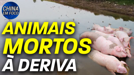 Em meio às inundações e aos danos, várias aldeias estão agora altamente contaminadas por animais mortos.