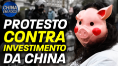 Investimento da China em suínos na Argentina gera críticas