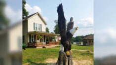 Artesão de Ohio esculpe enormes águias carecas de madeira para veteranos: “Sinto-me humilde”