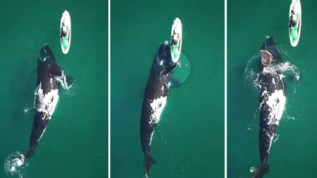 Momento incrível onde uma enorme baleia franca dá um empurrãozinho ao paddleboarder capturado em vídeo – e é lindo