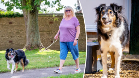 Cachorro totalmente cego anda como se pudesse ver. Um ‘mistério médico’, afirma veterinário