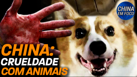 Governo chinês mata animais de estimação com donos em quarentena