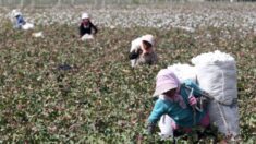 Nova lei antiescravidão irá impor custos à China por seu genocídio em Xinjiang, afirmam especialistas