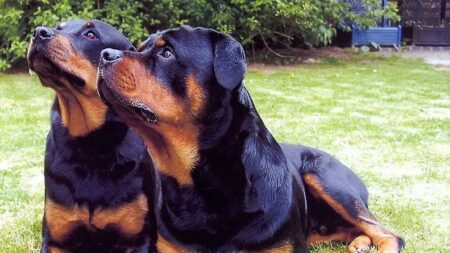 Rottweiler se agarra ao corpo de seu filhote morto após atropelamento