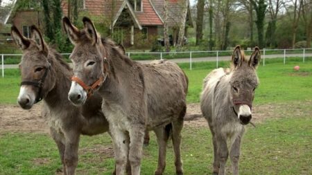 Burros a ponto de serem sacrificados são resgatados por executivo que largou o mundo da moda por eles