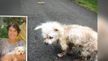 Cachorra perdida há 7 anos aparece a 1600 km de casa e se reencontra com sua dona