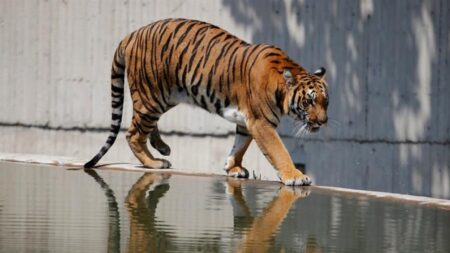 Trabalhador da limpeza é gravemente ferido por tigre em zoológico da Flórida