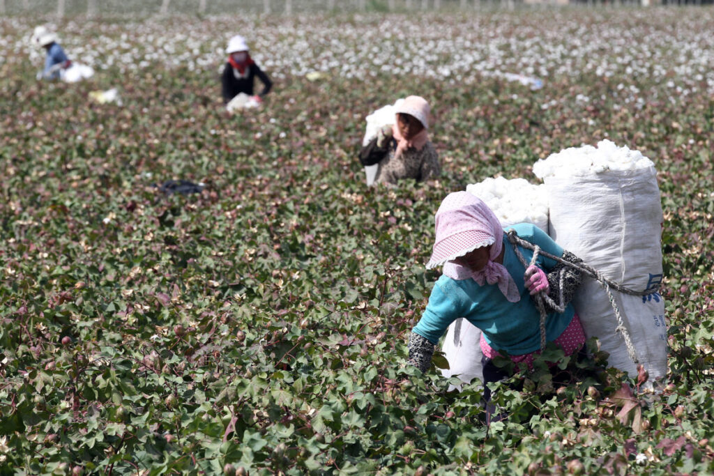 Esta foto, tirada no dia 20 de setembro de 2015, mostra agricultores chineses colhendo algodão nos campos durante a época de colheita em Hami, na região de Xinjiang, no noroeste da China (STR/AFP via Getty Images)