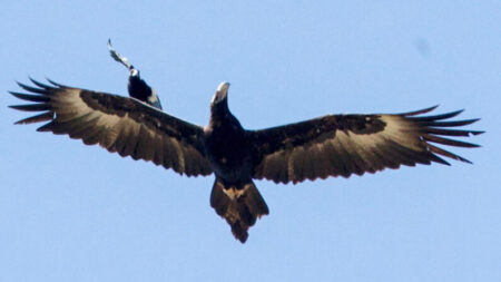 Fotógrafo captura cena espetacular de pássaro ‘surfando’ em uma águia