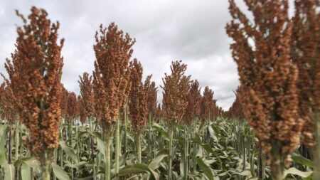 Uruguai avança em protocolo para exportar sorgo à China