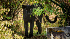 Fotógrafo consegue imagens incríveis de leopardo raro capturando sua presa