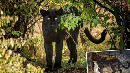 Fotógrafo consegue imagens incríveis de leopardo raro capturando sua presa