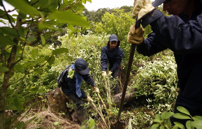 Erradicadores derrubam plantações de coca em Tumaco (Colômbia). Imagem de arquivo (EFE/Mauricio Dueñas Castañeda)