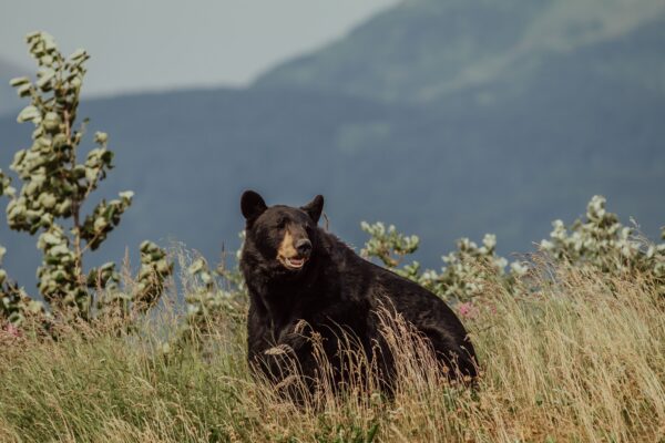 Foto conservada em estoque de um urso preto do Alasca (Danika Perkinson/Unsplash)
