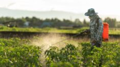 Como pesticidas e herbicidas afetam os agricultores