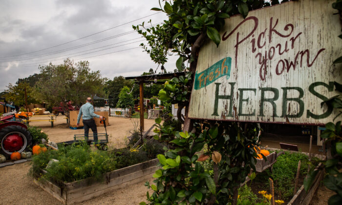 Cultivo de ervas em Irvine, Califórnia, em 8 de outubro de 2021. (John Fredricks/The Epoch Times)