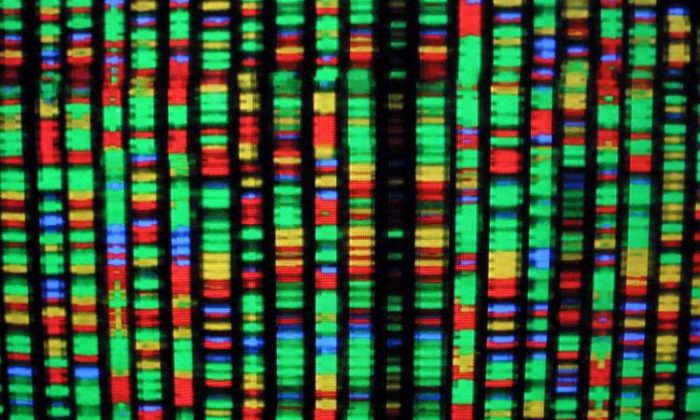 LIFE MAP: Uma representação digital do genoma humano no Museu Americano de História Natural na cidade de Nova York. Cada cor representa um dos quatro componentes químicos do DNA. (Mario Tama/Getty Images)