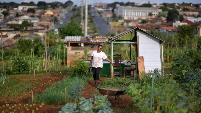 Cirlei Santos trabalha em uma horta urbana comunitária, em Sete Lagoas, estado de Minas Gerais, Brasil, em 20 de abril de 2021. - Espaços compartilhados são utilizadas para a produção de hortaliças e fonte de renda para mais de 300 famílias  (Foto de DOUGLAS MAGNO/AFP via Getty Images)