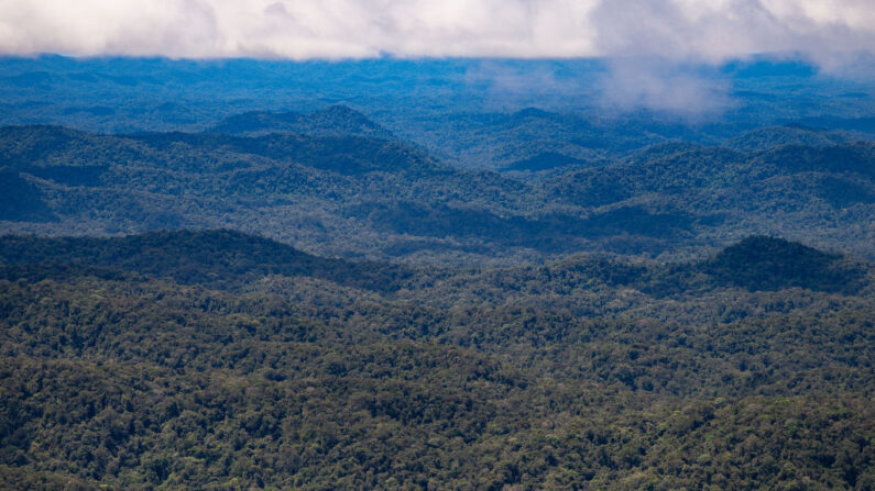 Vista aérea de um helicóptero da região amazônica brasileira perto da fronteira com a Venezuela no Auaris em 30 de junho de 2020 em Roraima, Brasil (Foto de Andressa Anholete / Getty Images)