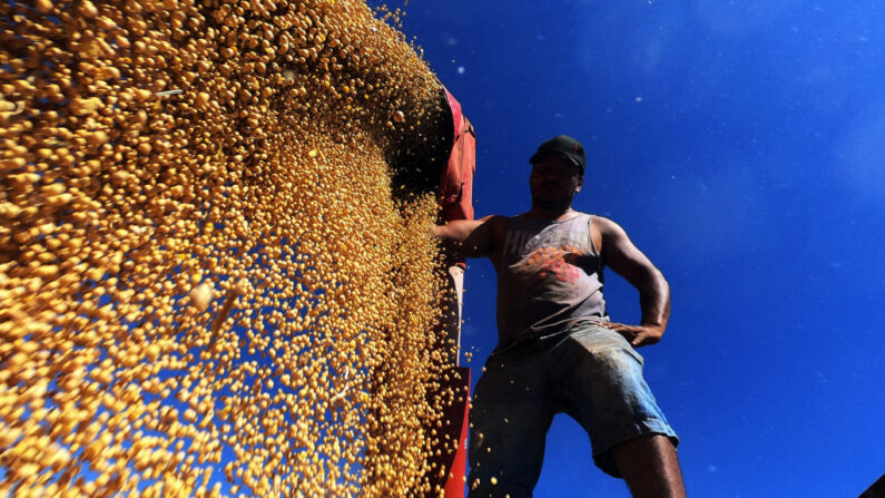 Um trabalhador rural espalha a soja colhida em um caminhão no campo em Salto do Jacuí, no Rio Grande do Sul, Brasil, em 6 de abril de 2021.  O Rio Grande do Sul é o terceiro maior estado produtor de grãos do país, que é o maior produtor mundial de soja em 2021 (Foto de SILVIO AVILA/AFP via Getty Images)