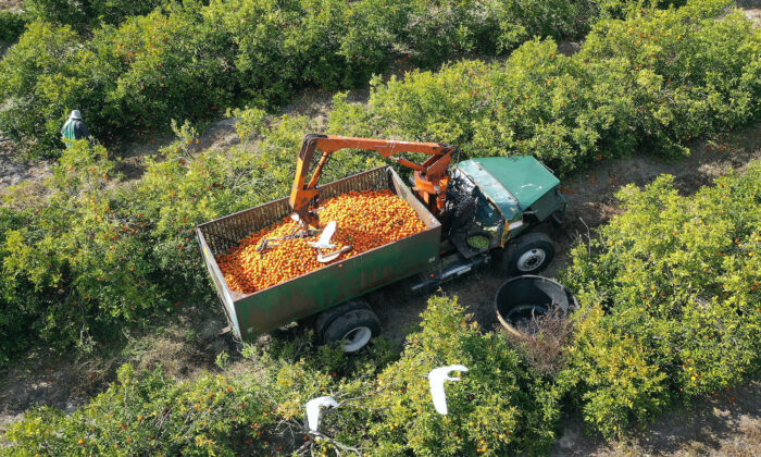 Vista aérea de um carregador de frutas colhendo laranjas (Joe Raedle/Getty Images)