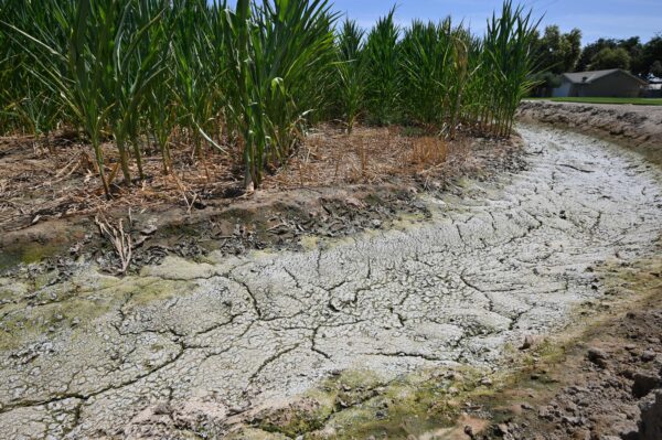 Solo seco e rachado em uma vala de irrigação ao lado de um milharal em uma fazenda em Fresno, Califórnia, 24 de julho de 2021. - Agricultores do Vale Central, desesperados por água para irrigar plantações em meio a uma seca severa e regulamentos governamentais e ambientais cortando seu suprimento de água superficial, estão se voltando para uma técnica antiga e não científica de localização de água subterrânea chamada radiestesia ou bruxaria da água, que é a prática de usar uma forquilha, haste, pêndulo ou dispositivo semelhante para localizar água subterrânea, minerais ou outras substâncias escondidas ou perdidas, que tem sido objeto de discussão e controvérsia (Foto de ROBYN BECK / AFP via Getty Images)