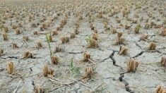 Quase 60% do território argentino sofre com seca, segundo relatório regional