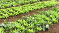 Brasil terá programa nacional para produção de alimentos agroecológicos