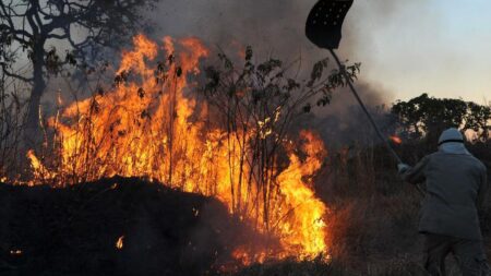 São Paulo em alerta: risco elevado de incêndio florestal em 16 regiões do estado