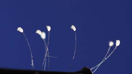 FOTOS RARAS: A mística Udumbara são ‘flores celestiais’ ou ovos de inseto?