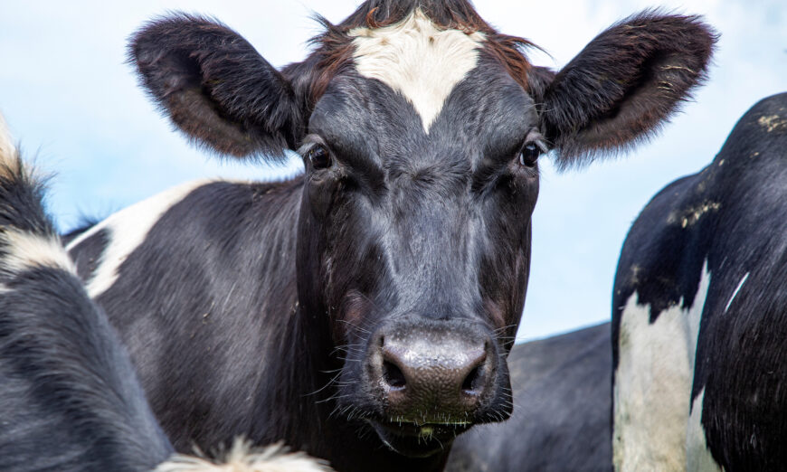 Recorde na pecuária brasileira sustenta exportações 