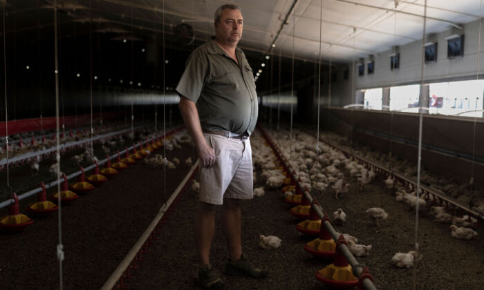 Herman du Preez, proprietário da fazenda Frangipani Boerdery, posa para um retrato dentro de um celeiro perto de Lichtenburg na África do Sul em 23 de janeiro de 2023. As interrupções de eletricidade levaram à morte de 40.000 galinhas em 16 de janeiro  (Guillem Sartorio/AFP via Getty Images)