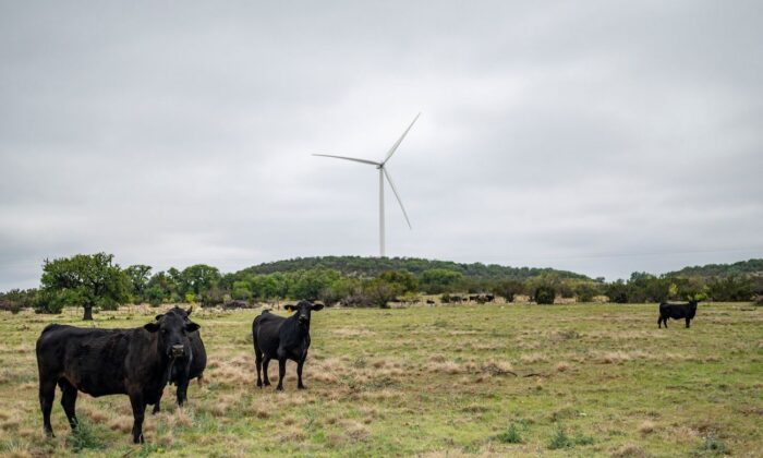 Vacas em um campo em uma fazenda de gado perto de Eldorado, Texas, em 16 de abril de 2021 (Sergio Flores/AFP via Getty Images)