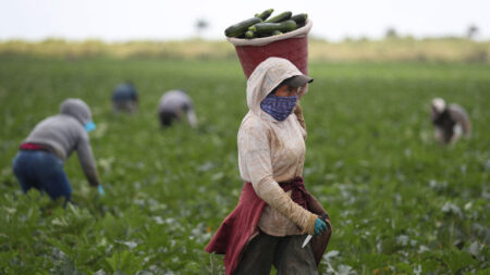Senador chama escassez de mão-de-obra agrícola nos EUA como uma “crise maciça” de sérias consequências econômicas