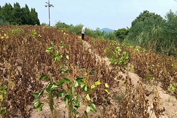 Vários agricultores no condado de Xichang, cidade de Nanchang, província de Sichuan, na China, registraram uma reclamação em 14 de maio de 2023 ao governo do condado sobre a colheita zero das sementes de soja de verão de 2022 fornecidas pelas autoridades locais (Cortesia do Sr. Wang)
