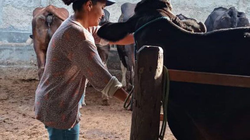  No sertão do nordeste brasileiro, a produtora rural Rafaela Alves conta os desafios com a produção do gado leiteiro. Rafaela e sua filha Ana Luiza, na pequena propriedade de gado leiteiro em Sergipe. Foto: Arquivo Pessoal