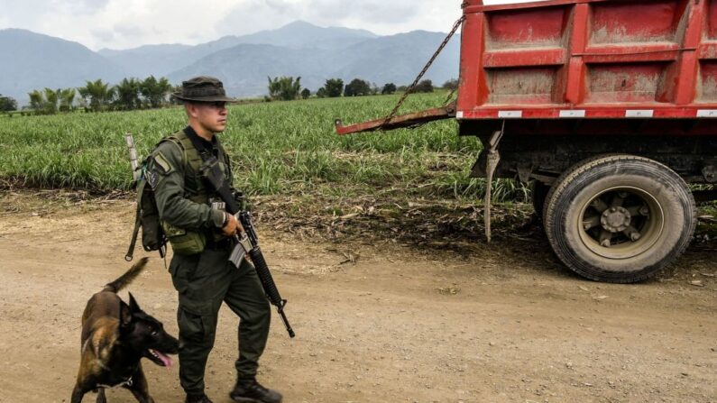 Um policial colombiano com um cão patrulha um campo de cana-de-açúcar em Tetillo, perto de Corinto, departamento de Cauca, Colômbia, em 31 de agosto de 2022 (Foto de JOAQUIN SARMIENTO/AFP via Getty Images)